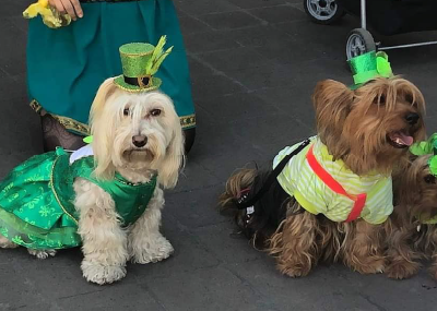 Festival Cultural San Patricio México 2020