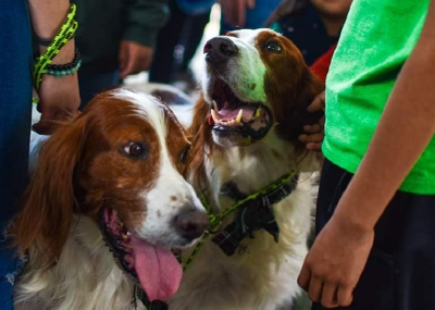 Festival Cultural San Patricio México 2023